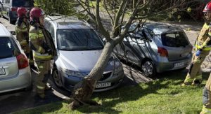Skutki wichury w Rzeszowie. Drzewo przygniotło samochód