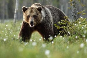 Tragedia na Podkarpaciu. Niedźwiedź zabił 58-latkę w lesie
