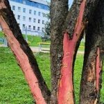 Wandalizm w Rzeszowie. Ktoś okorował i zniszczył drzewa na Bulwarach