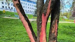 Wandalizm w Rzeszowie. Ktoś okorował i zniszczył drzewa na Bulwarach