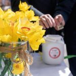 Żonkilowy Rzeszów. Niedzielny finał "Pól Nadziei" zgromadził setki wolontariuszy