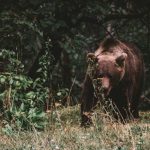 „Miśkowy Tinder” w obiektywie leśnika. Nagranie z Baligrodu podbija Internet