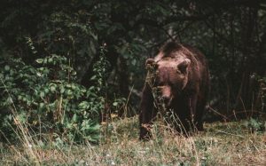 „Miśkowy Tinder” w obiektywie leśnika. Nagranie z Baligrodu podbija Internet