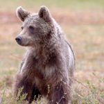 Natychmiastowa eliminacja drapieżników po ataku na człowieka. Posłowie żądają zmian w przepisach