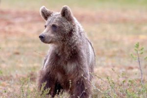 Natychmiastowa eliminacja drapieżników po ataku na człowieka. Posłowie żądają zmian w przepisach