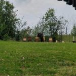 Niedźwiedź dostrzeżony blisko Rzeszowa. Gminy reagują błyskawicznie