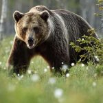 Niedźwiedzie coraz większym zagrożeniem na Podkarpaciu. "Jedynym wyjściem jest redukcja populacji"