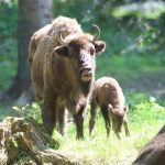 Nocne zderzenie z królem puszczy. Pod kołami samochodu zginął młody żubr