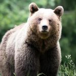 Trwa akcja odławiania niedźwiedzi po ataku na Podkarpaciu. Zwierzęta pojawiały się przy zabudowaniach