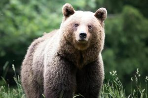 Trwa akcja odławiania niedźwiedzi po ataku na Podkarpaciu. Zwierzęta pojawiały się przy zabudowaniach