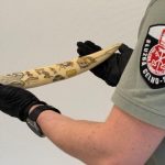 Arktyczny skarb w bagażu 66-latki. Grawerowane kły morsa mogą być warte dziesiątki tysięcy euro