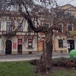 Drzewa w centrum Rzeszowa do wycinki. Ratusz tłumaczy decyzję zagrożeniem dla mieszkańców [ZDJĘCIA]