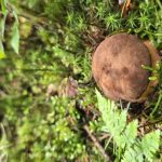Gorączka czerwcowych zbiorów. Grzyby opanowały Podkarpacie?