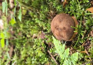 Gorączka czerwcowych zbiorów. Grzyby opanowały Podkarpacie?