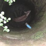 Młoda sarenka wpadła do głębokiej pułapki. Odkryta studzienka czekała na ofiarę [ZDJĘCIA]