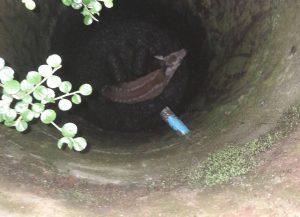 Młoda sarenka wpadła do głębokiej pułapki. Odkryta studzienka czekała na ofiarę [ZDJĘCIA]