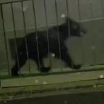 Niedźwiedź w centrum miasta. Mieszkańcy przerażeni spacerem drapieżnika [WIDEO]