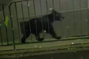 Niedźwiedź w centrum miasta. Mieszkańcy przerażeni spacerem drapieżnika [WIDEO]