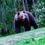 Niedźwiedzie podchodzą do domostw. Gmina zezwala na użycie petard, klaksonów i pistoletów hukowych