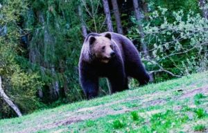 Niedźwiedzie podchodzą do domostw. Gmina zezwala na użycie petard, klaksonów i pistoletów hukowych
