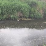 Skażony dopływ Wisłoka. Inspektorzy na tropie sprawcy, trwa kontrola doraźna