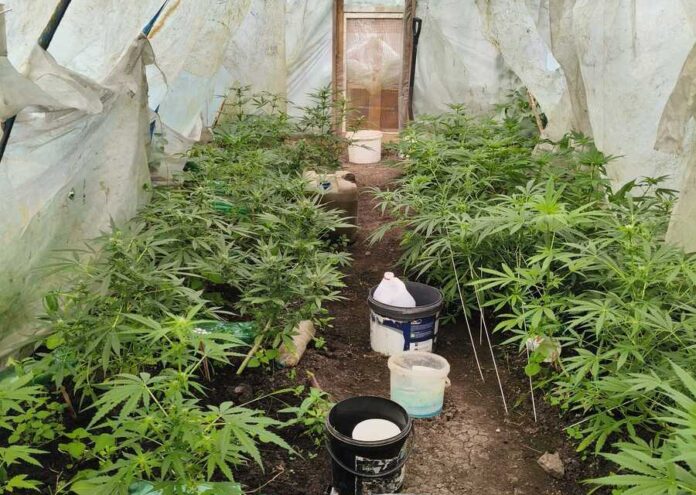 marihuana podkarpacie