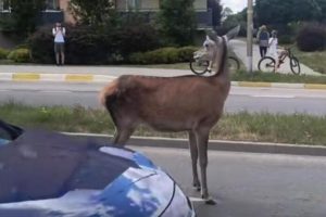 Dzika rzeczywistość w Rzeszowie. Łania wybiegła na ulicę przed nadjeżdżające samochody [WIDEO]