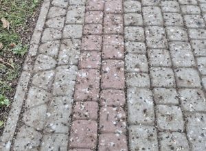 Kilkaset szpaków, brud i fetor. Rzeszowianie mają dość biernego czekania na decyzje