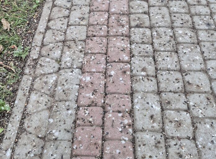 ptaki na os. Pułaskiego