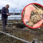 Małe ptaki, wielka akcja na Zalewie Rzeszowskim. Ornitolodzy zaobrączkowali pisklęta rybitw [ZDJĘCIA]
