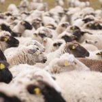Miliony na „Podkarpacki naturalny wypas”. Zwierzęta ruszą na pastwiska i łąki