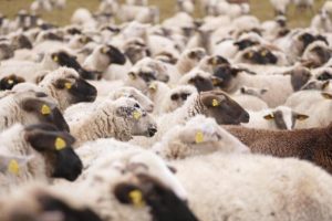Miliony na „Podkarpacki naturalny wypas”. Zwierzęta ruszą na pastwiska i łąki