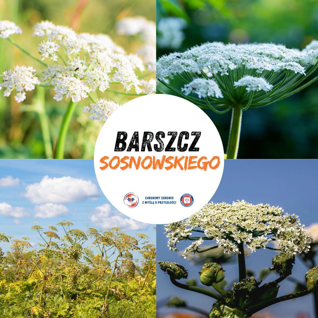 barszcz sosnowskiego
