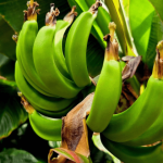 Tropikalna niespodzianka w Łańcucie. Ogrodnicy świętują spektakularne owocowanie bananowca