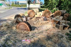 Wycinka drzew w Rzeszowie. Mieszkanka oburzona, miasto: „Mogłoby dojść do tragedii” [ZDJĘCIA]