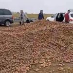 150 ton ziemniaków zniknęło z pola przez plotkę. Prokuratura umorzyła śledztwo, ale to nie koniec