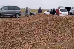 150 ton ziemniaków zniknęło z pola przez plotkę. Prokuratura umorzyła śledztwo, ale to nie koniec