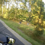 Dwa wilki spokojnie szły poboczem drogi pod Rzeszowem. To kolejne takie zgłoszenie [WIDEO]