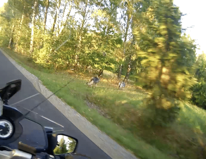 wilki-malawa-sierpien-2026 wilki malawa