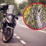 Groźna sytuacja na DK77 na Podkarpaciu. Motocyklista zderzył się z sarną