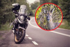 Groźna sytuacja na DK77 na Podkarpaciu. Motocyklista zderzył się z sarną