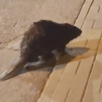 Szykuje się kolejna ulewa w Rzeszowie? Bóbr sprawdzał, czy zapora przetrwa nawałnicę WIDEO