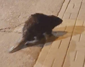 Szykuje się kolejna ulewa w Rzeszowie? Bóbr sprawdzał, czy zapora przetrwa nawałnicę WIDEO