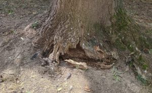 Bezpieczeństwo mieszkańców na pierwszym miejscu. Z rzeszowskiego parku zniknie jedno z dużych drzew