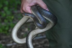 Na Podkarpaciu ratują najrzadszego węża w Polsce. Tych gadów zostało zaledwie kilkadziesiąt [ZDJĘCIA]
