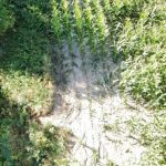 Nastolatkowie wjechali hulajnogami w pole kukurydzy. Właściciel oszacował straty, sąd zajmie się sprawą [ZDJĘCIA]