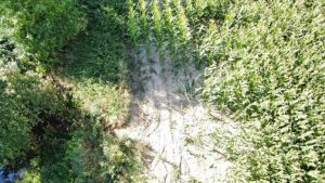 Nastolatkowie wjechali hulajnogami w pole kukurydzy. Właściciel oszacował straty, sąd zajmie się sprawą [ZDJĘCIA]