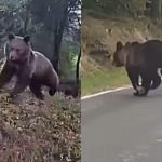 Niedźwiedź grasował przy domach. Zdemolował pasiekę, są kolejne zgłoszenia [WIDEO, ZDJĘCIA]