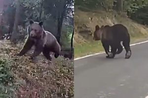 Niedźwiedź grasował przy domach. Zdemolował pasiekę, są kolejne zgłoszenia [WIDEO, ZDJĘCIA]
