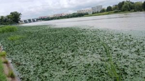 Odmulanie zalewu na Wisłoku. Inwestycja pochłonie miliony